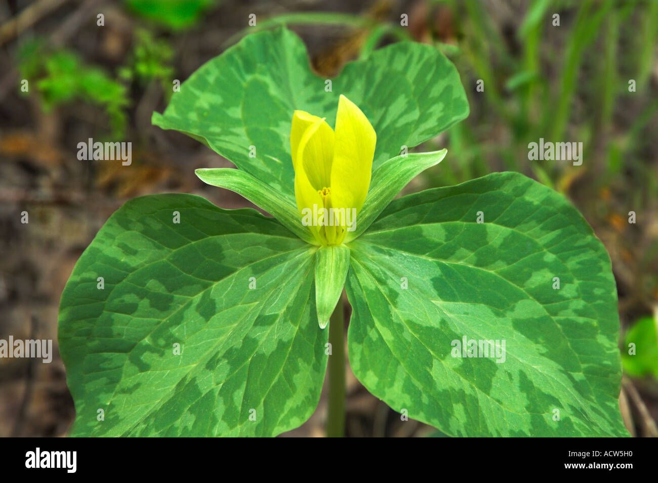 Gelbe Trillium blüht im Great Smokey Mountains National Park, Tennessee, USA. Stockfoto