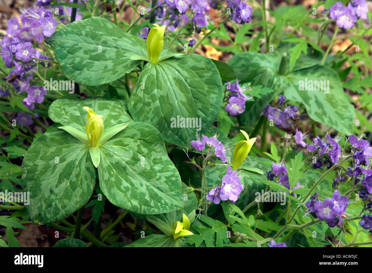 Trillium gelb und lila Blumen Phacelia im Great Smokey Mountains National Park, Tennessee, USA. Stockfoto