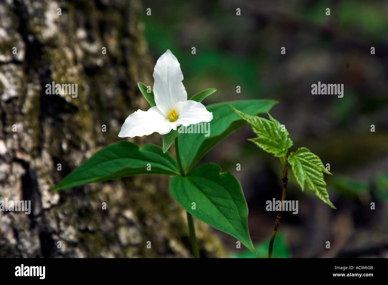 Ein weißes Trillium-Porträt in den Wäldern von The Great Smoky Mountain National Park North Carolina USA Stockfoto