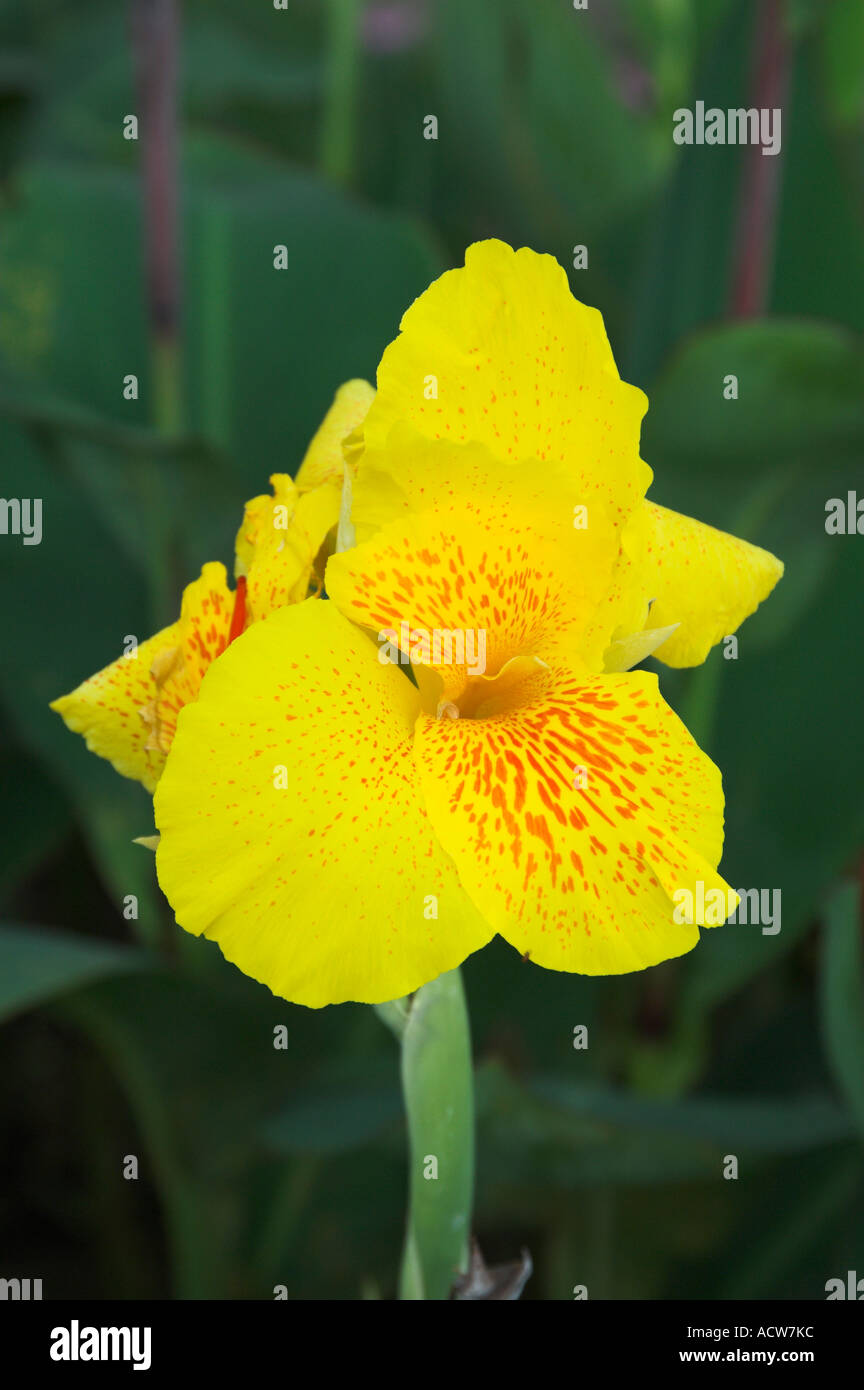 Nahaufnahme einer gelben Canna Lilie Blume in Puerto Limon, Costa Rica Stockfoto