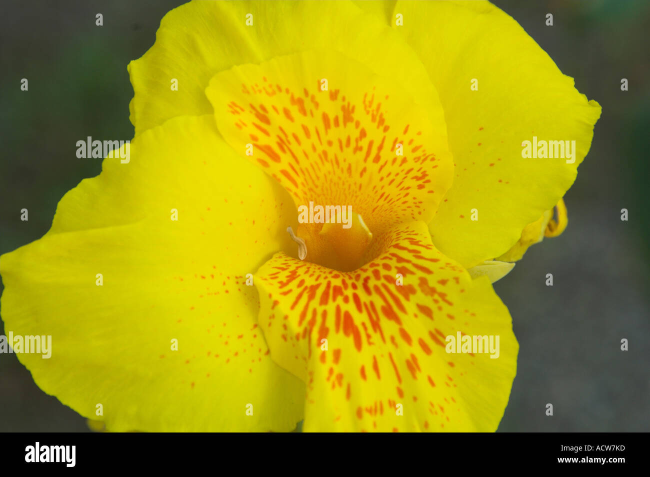 Nahaufnahme einer gelben Canna Lilie Blume in Puerto Limon, Costa Rica Stockfoto