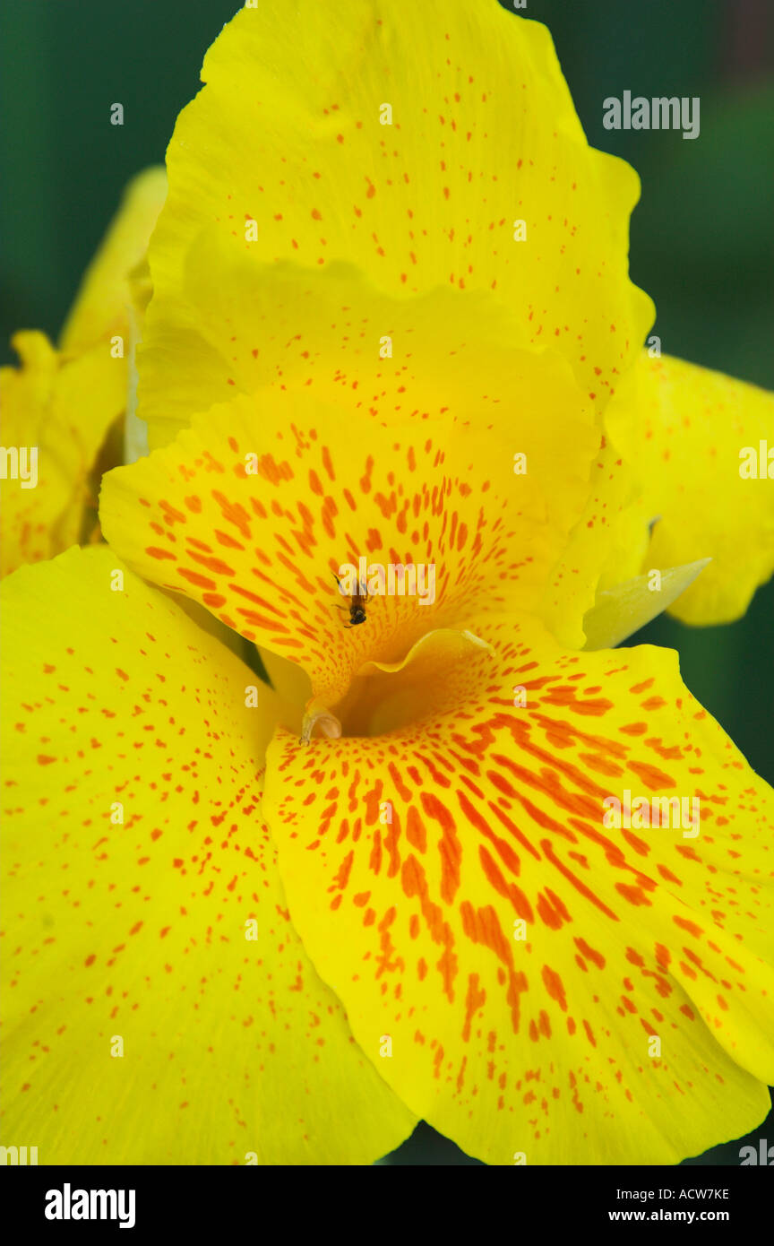 Nahaufnahme eines gelben Canna Lilie Blume und Insekt in Puerto Limon, Costa Rica Stockfoto