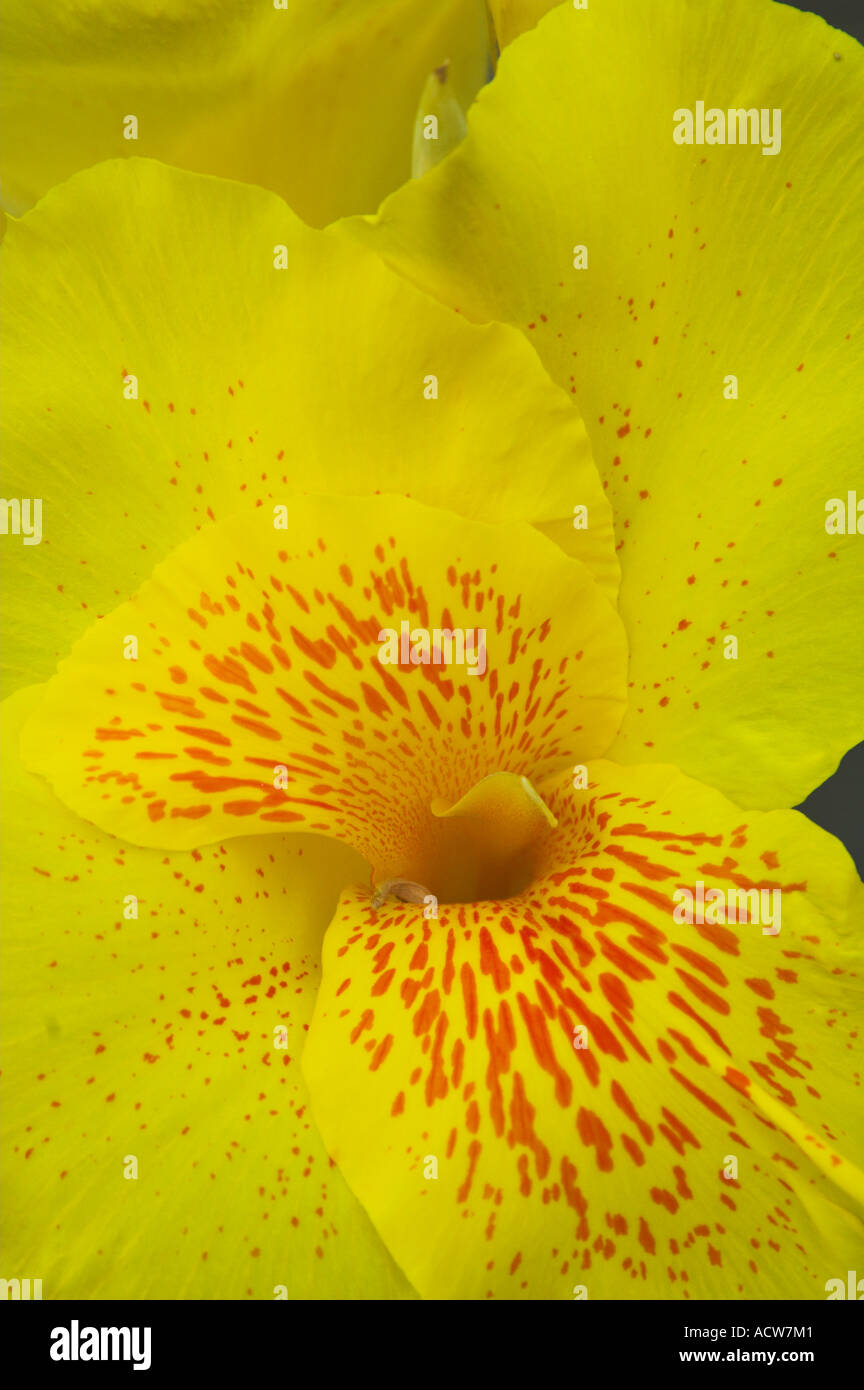 Nahaufnahme einer gelben Cana Lilie Blume in Puerto Limon, Costa Rica Stockfoto