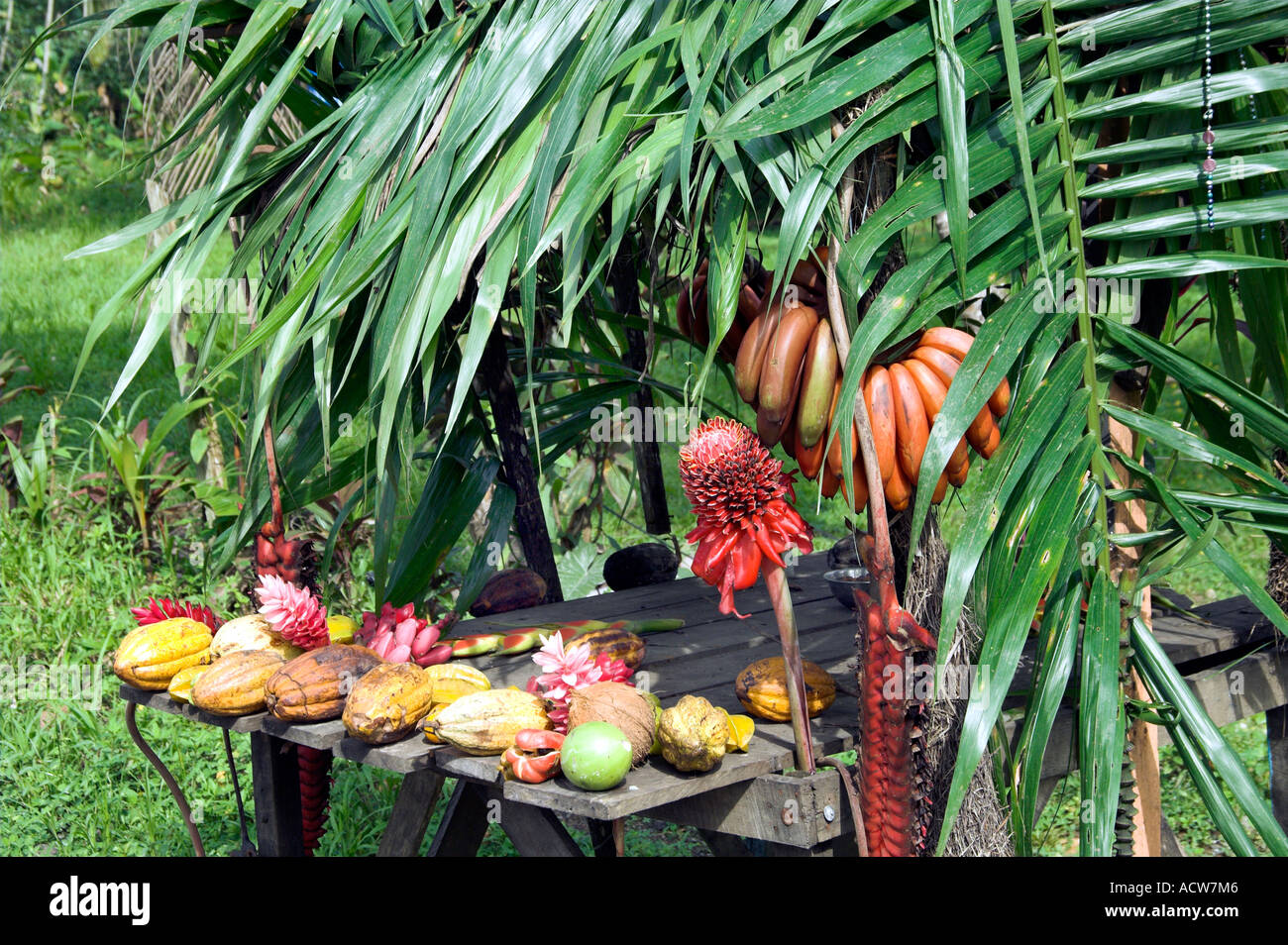 Eine tropische Frucht stehen mit Bananen, Mangos und Ingwer Blumen in Costa Rica Stockfoto