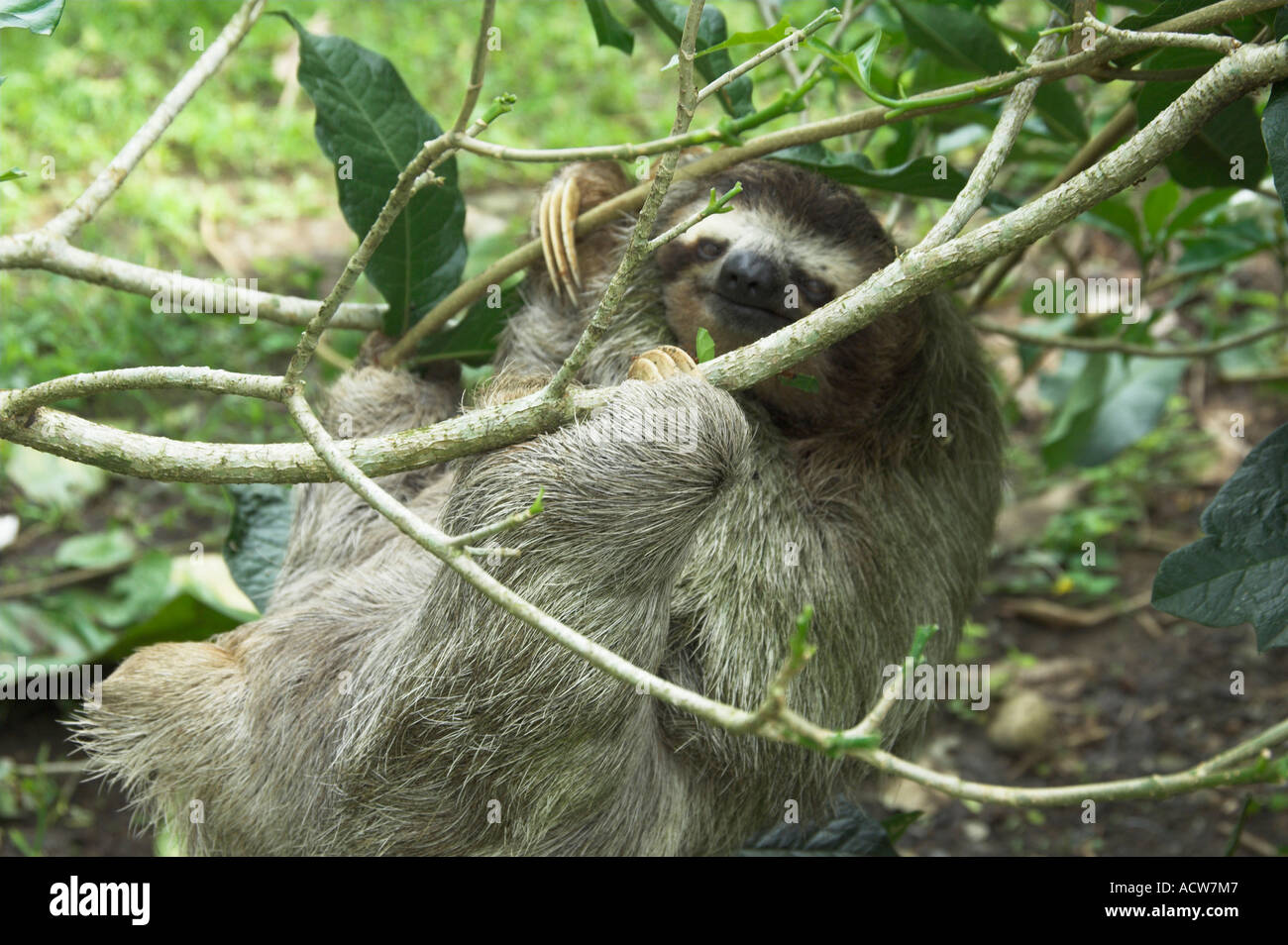 Ein drei-toed Sloth in einem Baum in Costa Rica Stockfoto