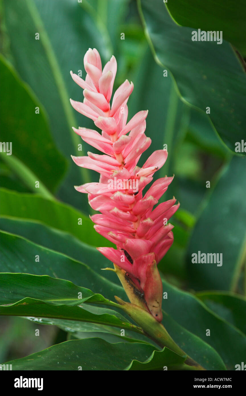 Ein tief rosa Ingwer Pflanze Blume in Costa Rica Stockfoto