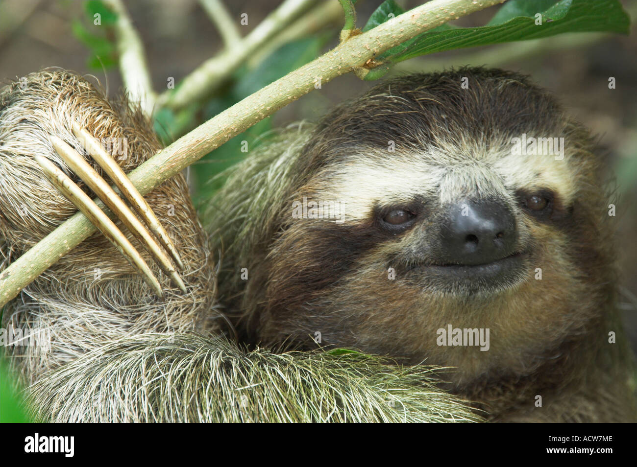 Eine Nahaufnahme von einem drei-toed Sloth Gesicht in einem Baum in der Nähe von Puerto Limon, Costa Rica Stockfoto