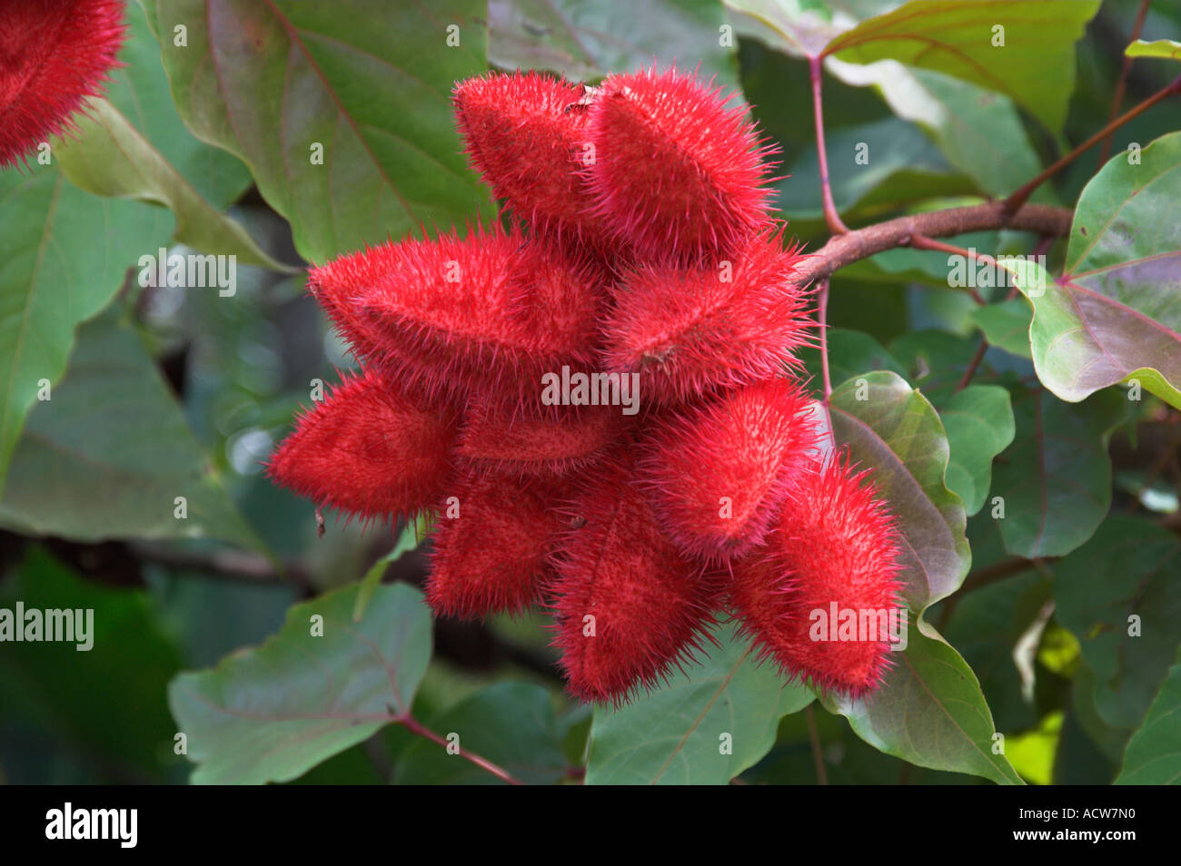 Die rote Frucht des Baumes Lippenstift in Costa Rica Stockfoto