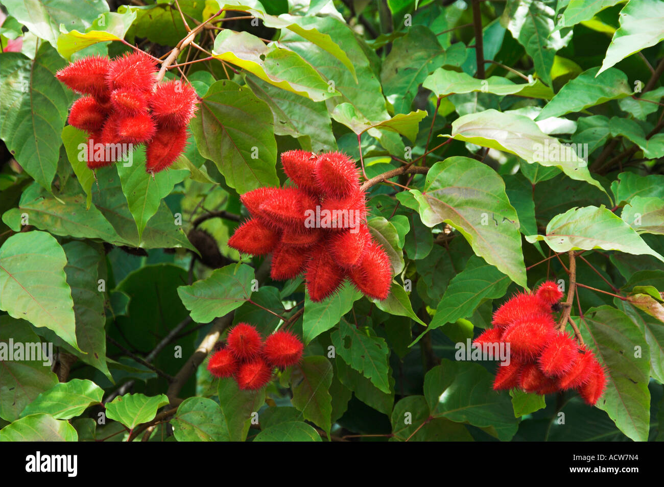 Die rote Frucht des Baumes Lippenstift in Costa Rica Stockfoto