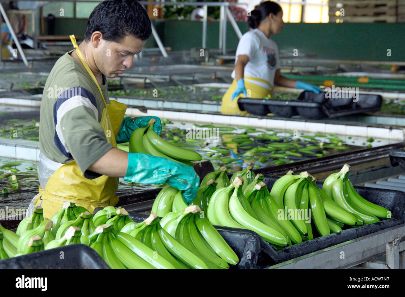 Arbeitnehmer, die Verarbeitung von Bananen an einer Dole Bananenplantage in Costa Rica Stockfoto