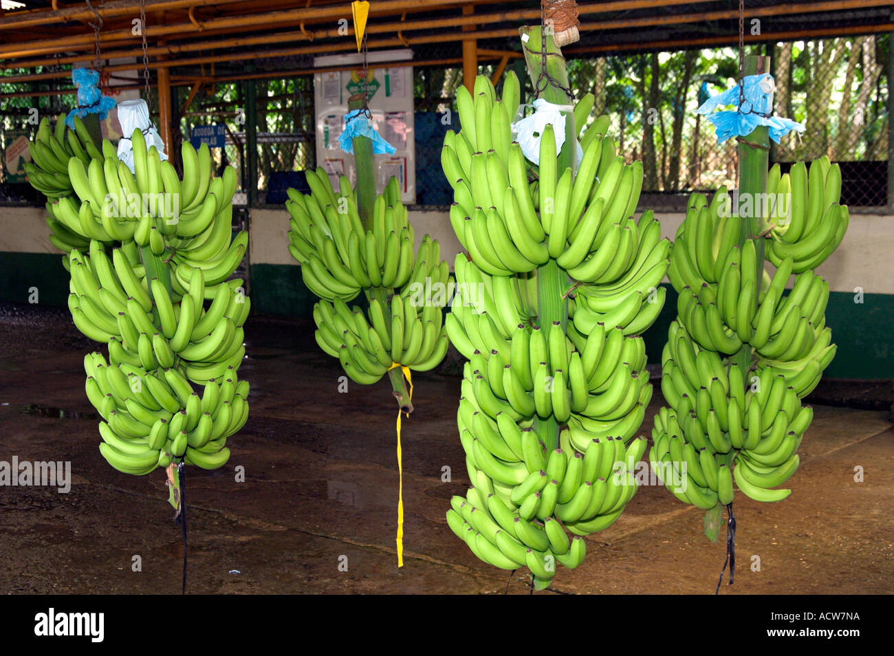 Trauben von Bananen geben Sie die Aufbereitungsanlage auf Förderband Transporte zu einer Dole Bananenplantage in Costa Rica Stockfoto