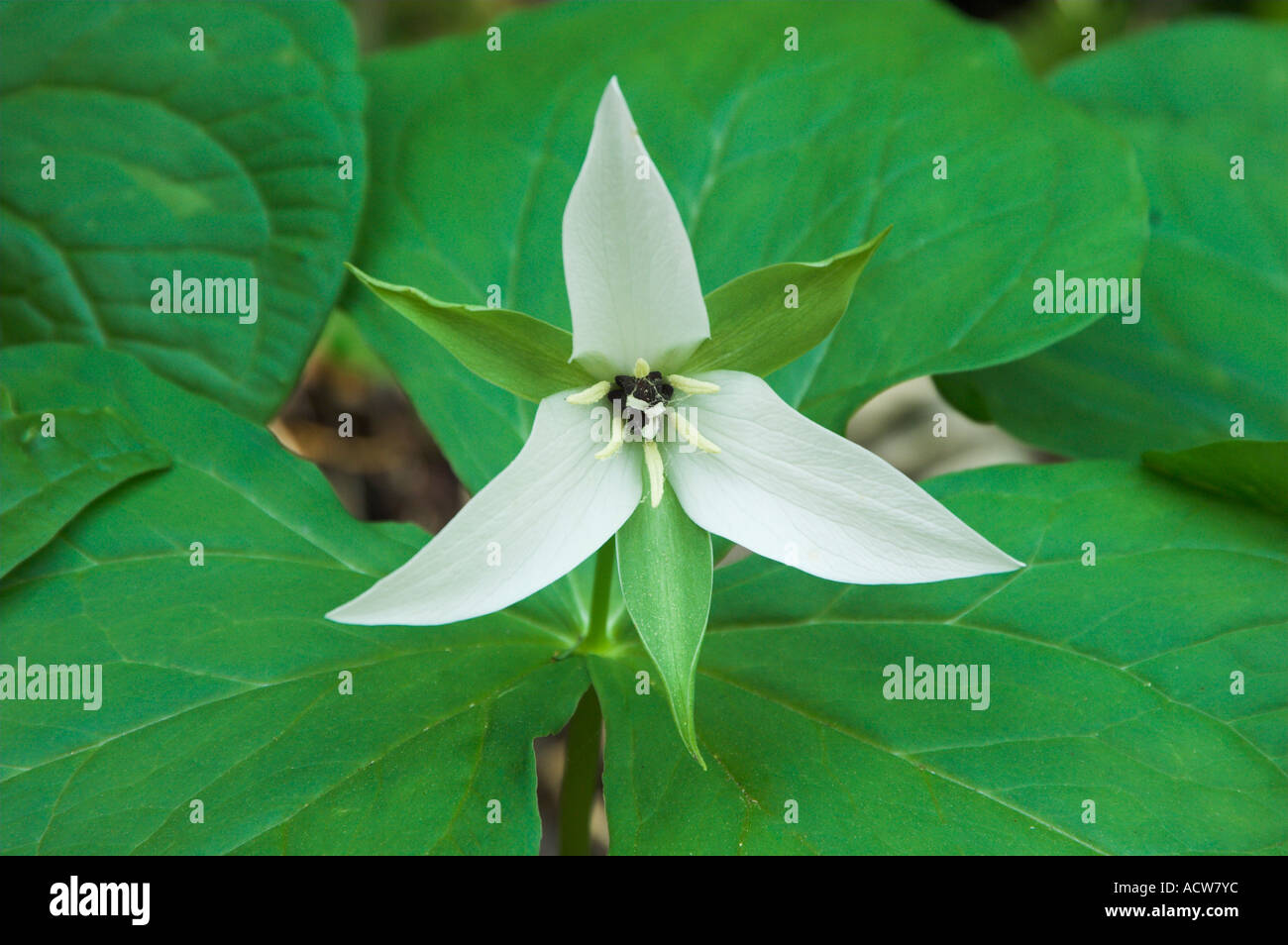 Ein weißes Trillium-Porträt in den Wäldern von The Great Smoky Mountain National Park North Carolina USA Stockfoto