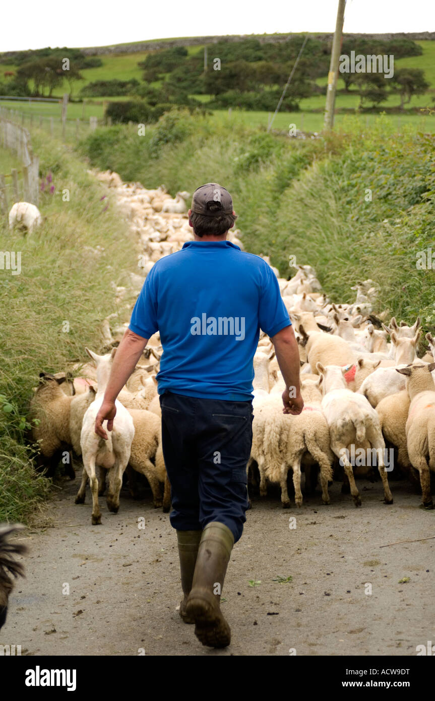Ein Bauer mit Strömen von 400 verschiedenen Rassen von Schafen geschoren und ihre unshorn Lämmer Rhosllefain in der Nähe von Tywyn Gwynedd Nord Wales UK Stockfoto