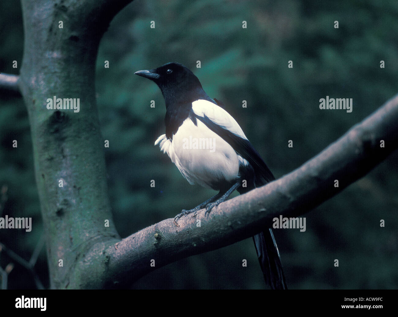 VOGEL-ELSTER Stockfoto