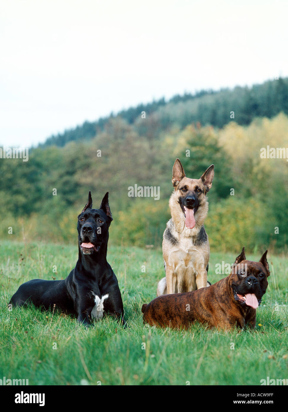 SÄUGETIER Hund Deutscher Schäferhund Stockfoto