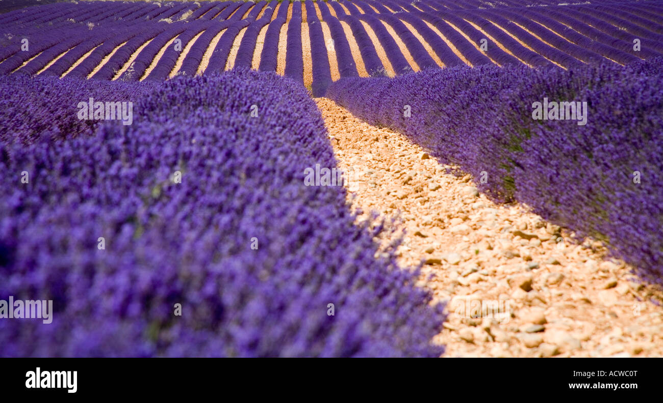 Lavendelfelder am Plateau du Valansole Provence Frankreich Stockfoto