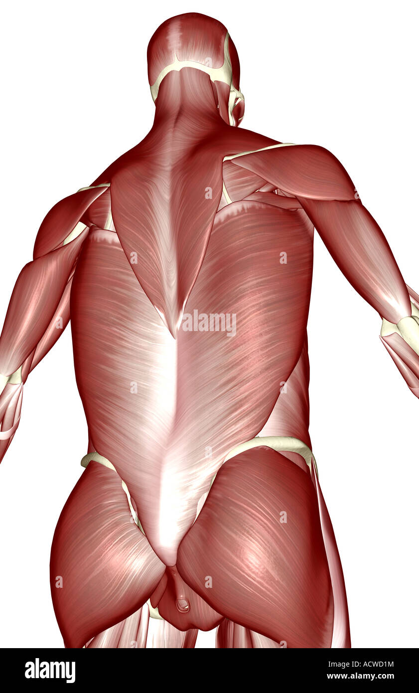 Muskeln des Rückens Stockfoto