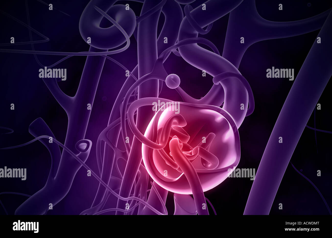 Glomerulus Kidney Stockfotos und bilder Kaufen Alamy