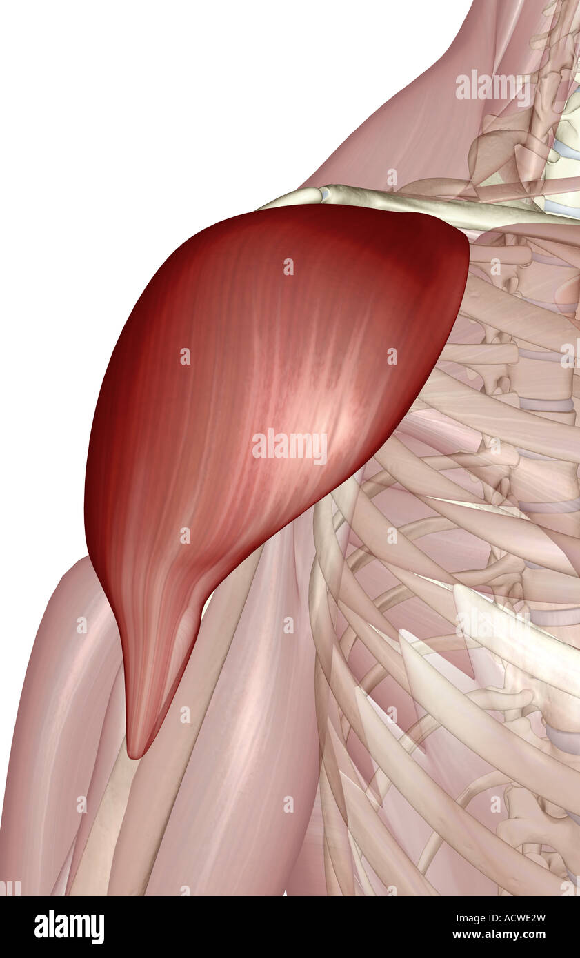 Deltoid Muscle Stockfotos und bilder Kaufen Alamy