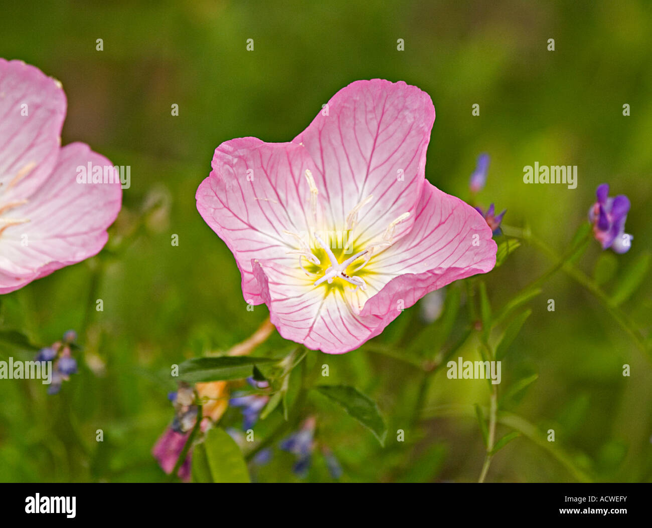 Nachtkerze Oenothera speciosa Stockfoto