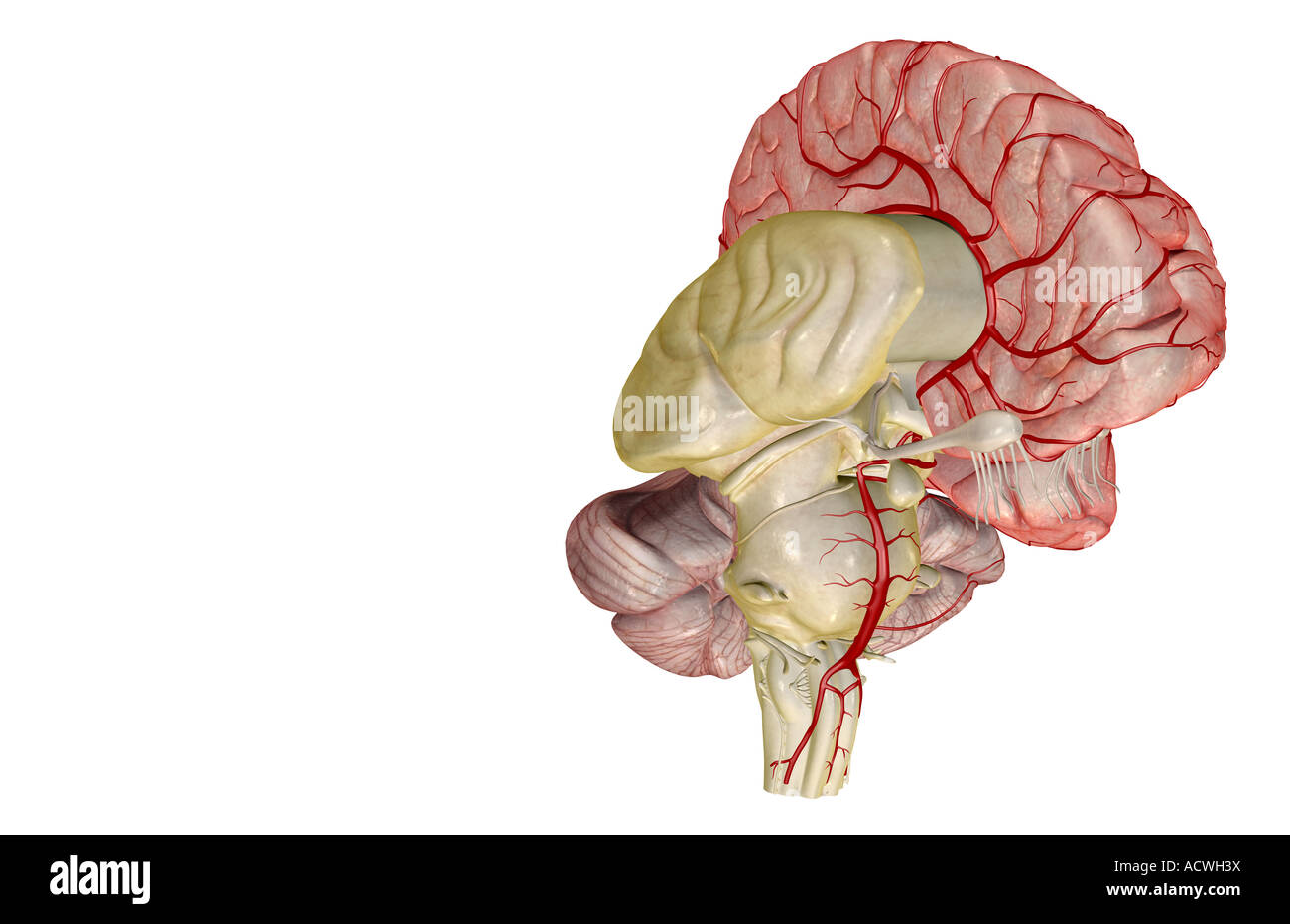 Arterien des Gehirns Stockfoto