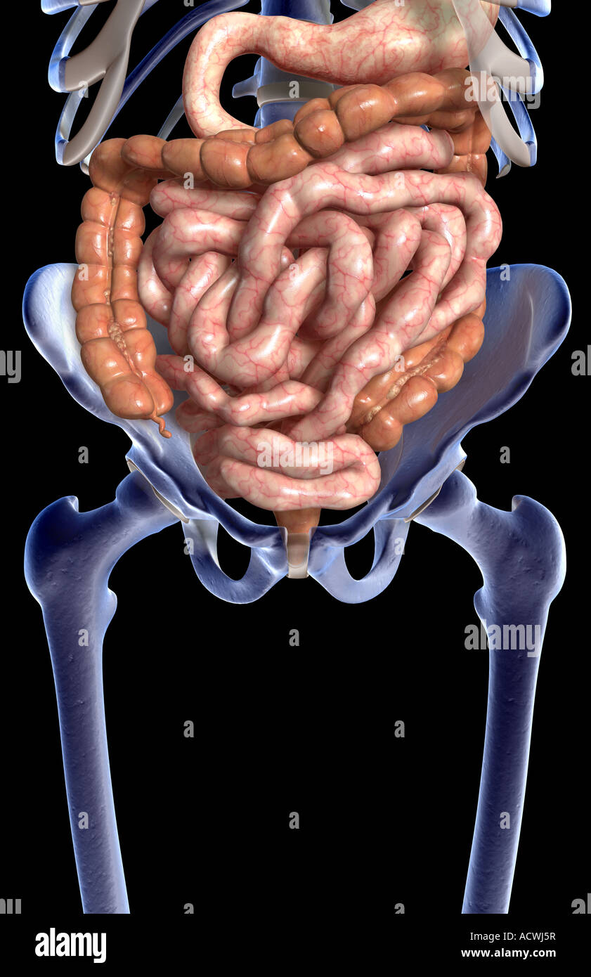 Das Verdauungssystem Stockfoto