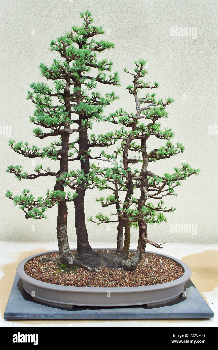 Produktionsfrima Eines Traditionellen Bonsai außergewöhnliches Beispiel für eine traditionelle bonsai Stockfoto