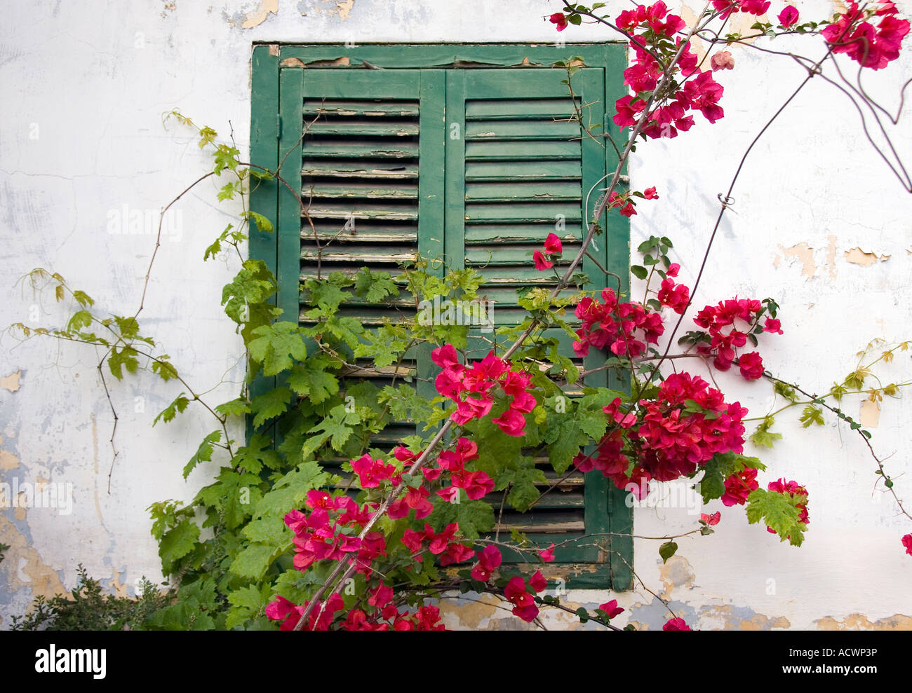 Grünen Fensterläden in Fiskardo, Kefalinia, Ionische Inseln Griechenland. Stockfoto