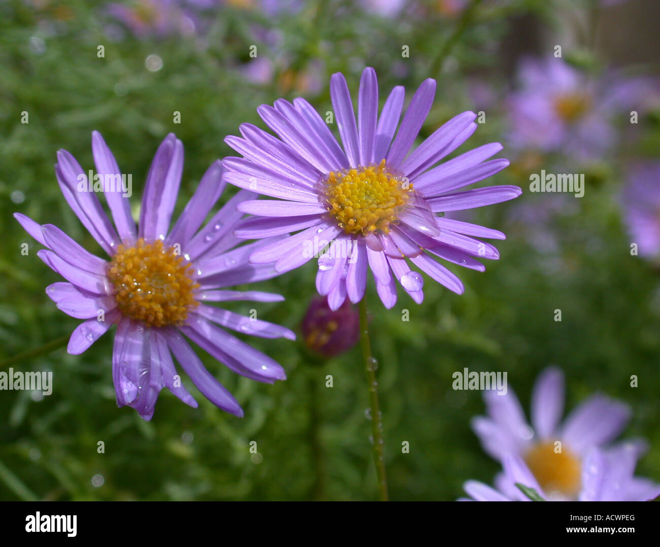 Swan River Daisy, schneiden Blatt Gänseblümchen (Brachyscome Multifida, Brachycome Multifida), blühen Stockfoto