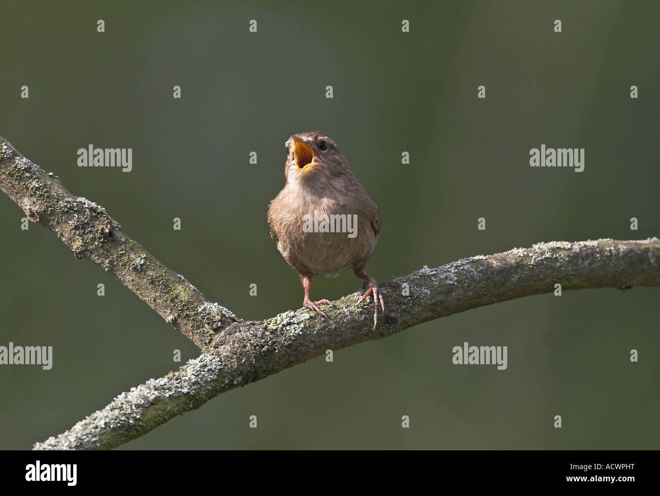 Eurasische Zwerge, Nordzauber (Troglodytes troglodytes), Gesang Stockfoto