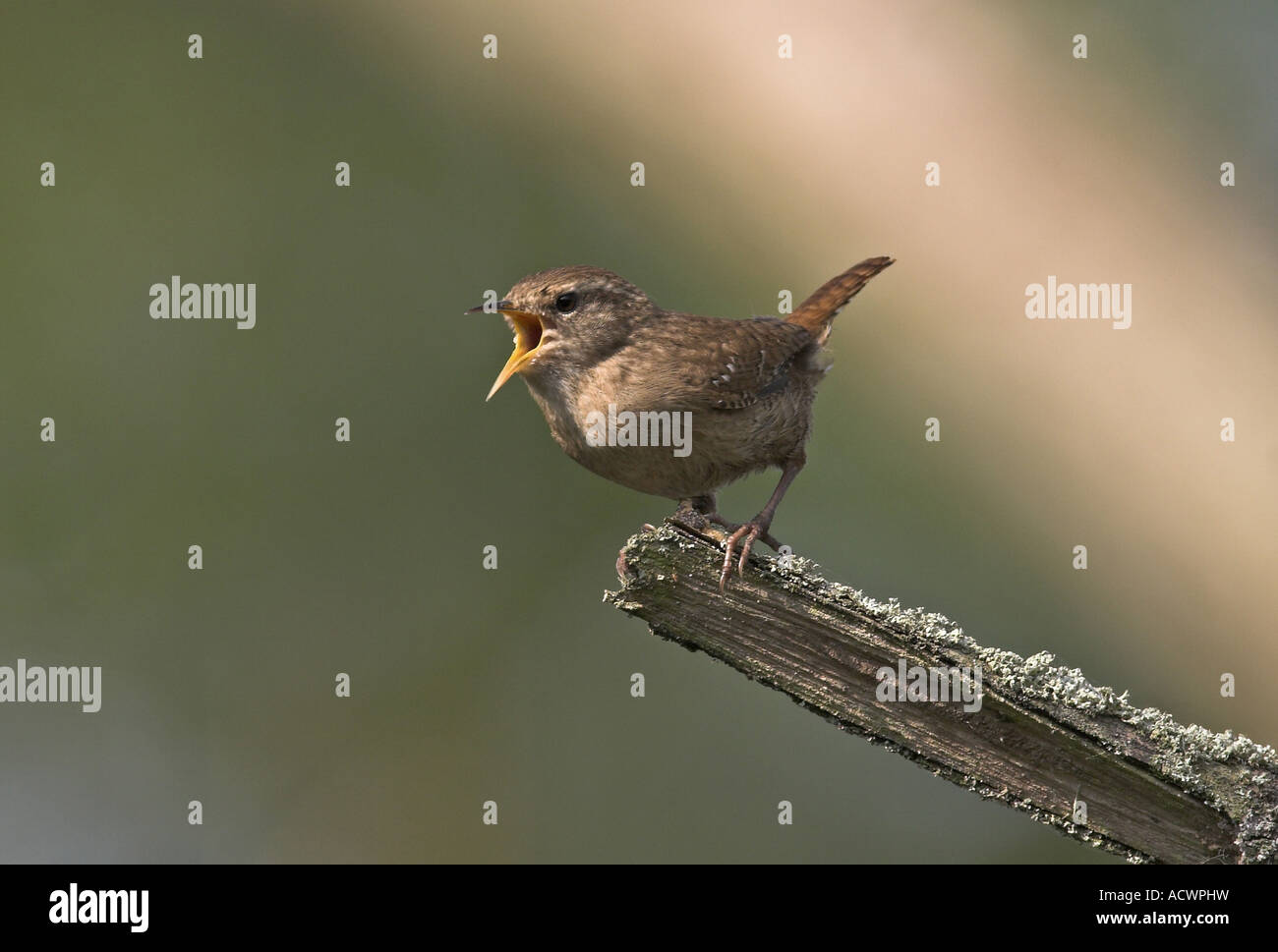 Eurasische Zwerge, Nordzauber (Troglodytes troglodytes), Gesang Stockfoto