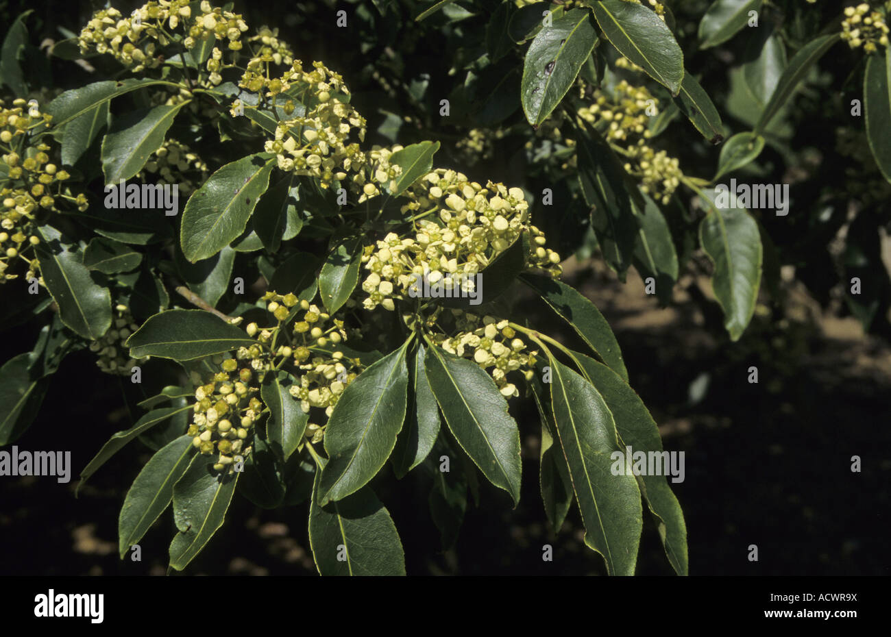 Großen blühenden Spindel Euonymus mehrblütigen in Blüte Stockfoto