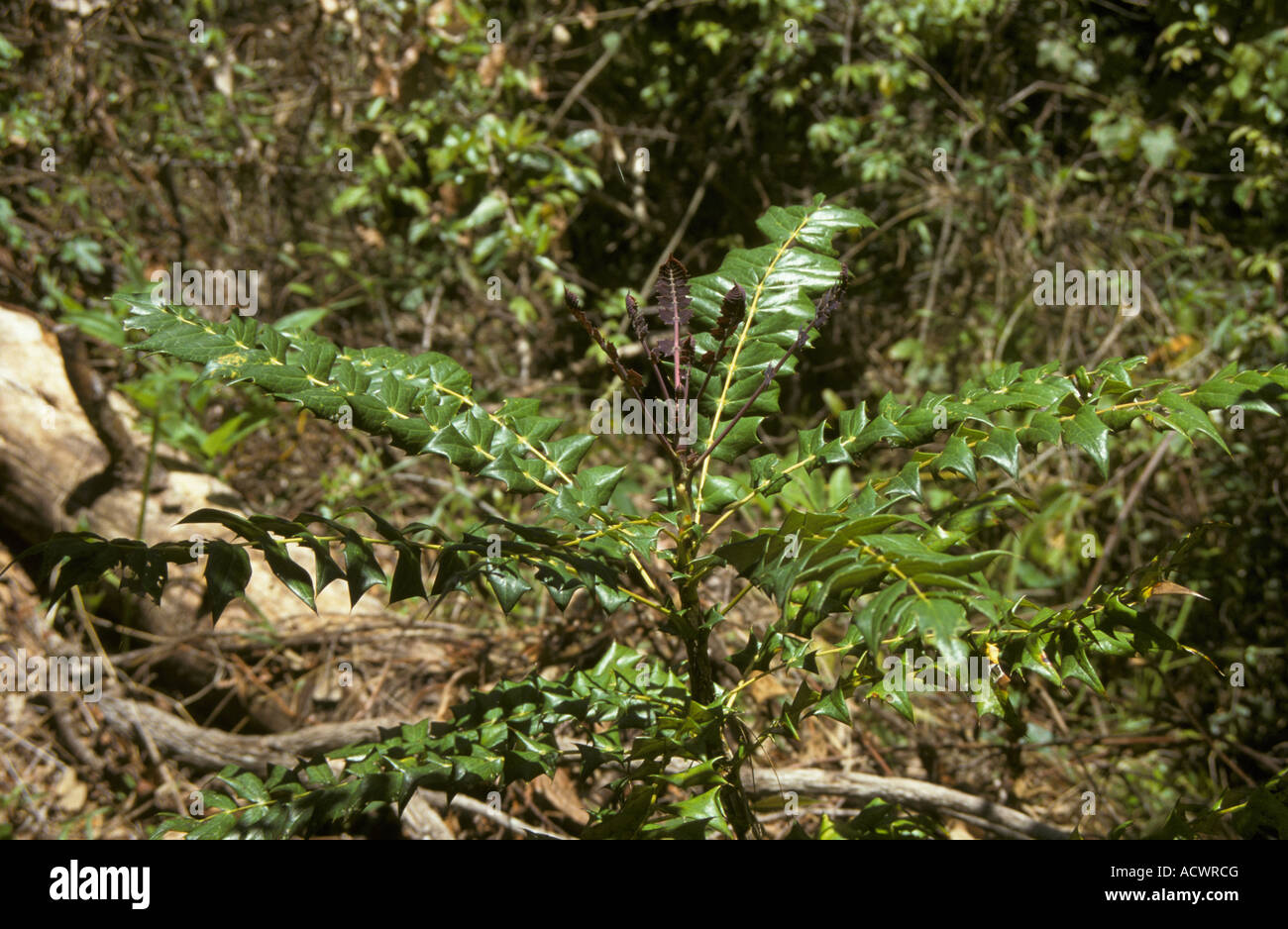 Mahonia Annamensis neue Laub wachsen auf den Hängen des Langbian nördlich von Dalat Stockfoto