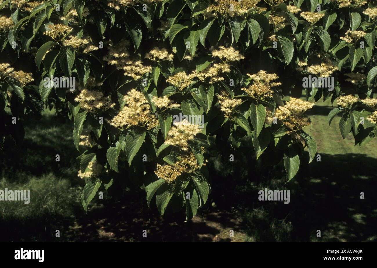 Große blätterte Cornel Swida Macrophylla Blume Stockfoto
