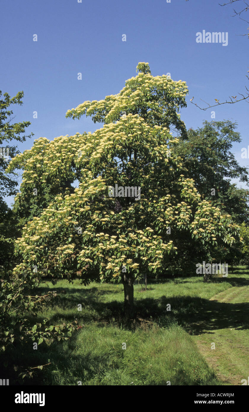 Große blätterte Cornel Swida Macrophylla Gewohnheit in Blüte Stockfoto