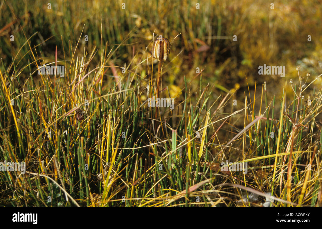 Lily Lilium Nanum in Frucht mit Jointfir Ephedra Gerardiana Soe Bezirk Nordwest Bhutan Stockfoto