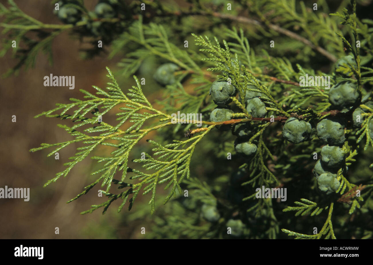 Chinesischen Weinen Zypresse Cupressus Funebris Blatt und Frucht Stockfoto