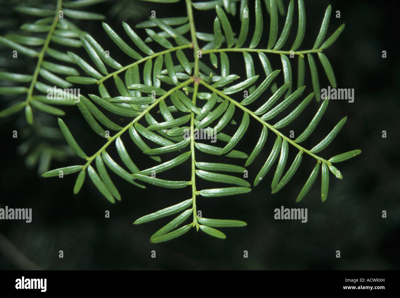 Eibe bltter -Fotos und -Bildmaterial in hoher Auflsung  Alamy