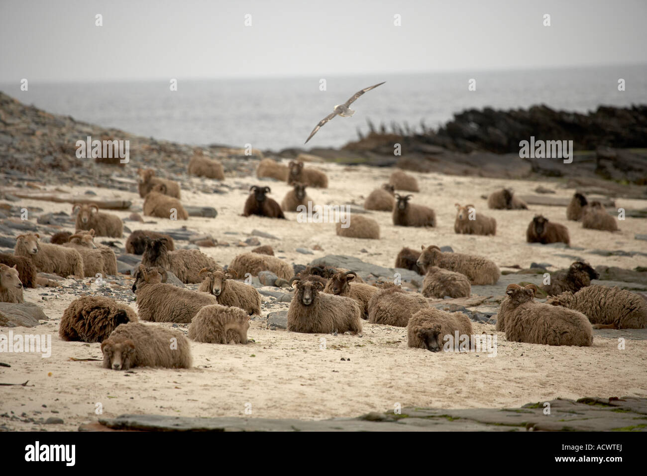 North Ronaldsay Schafe an der Küste North Ronaldsay Orkneyinseln Schottland UK Stockfoto