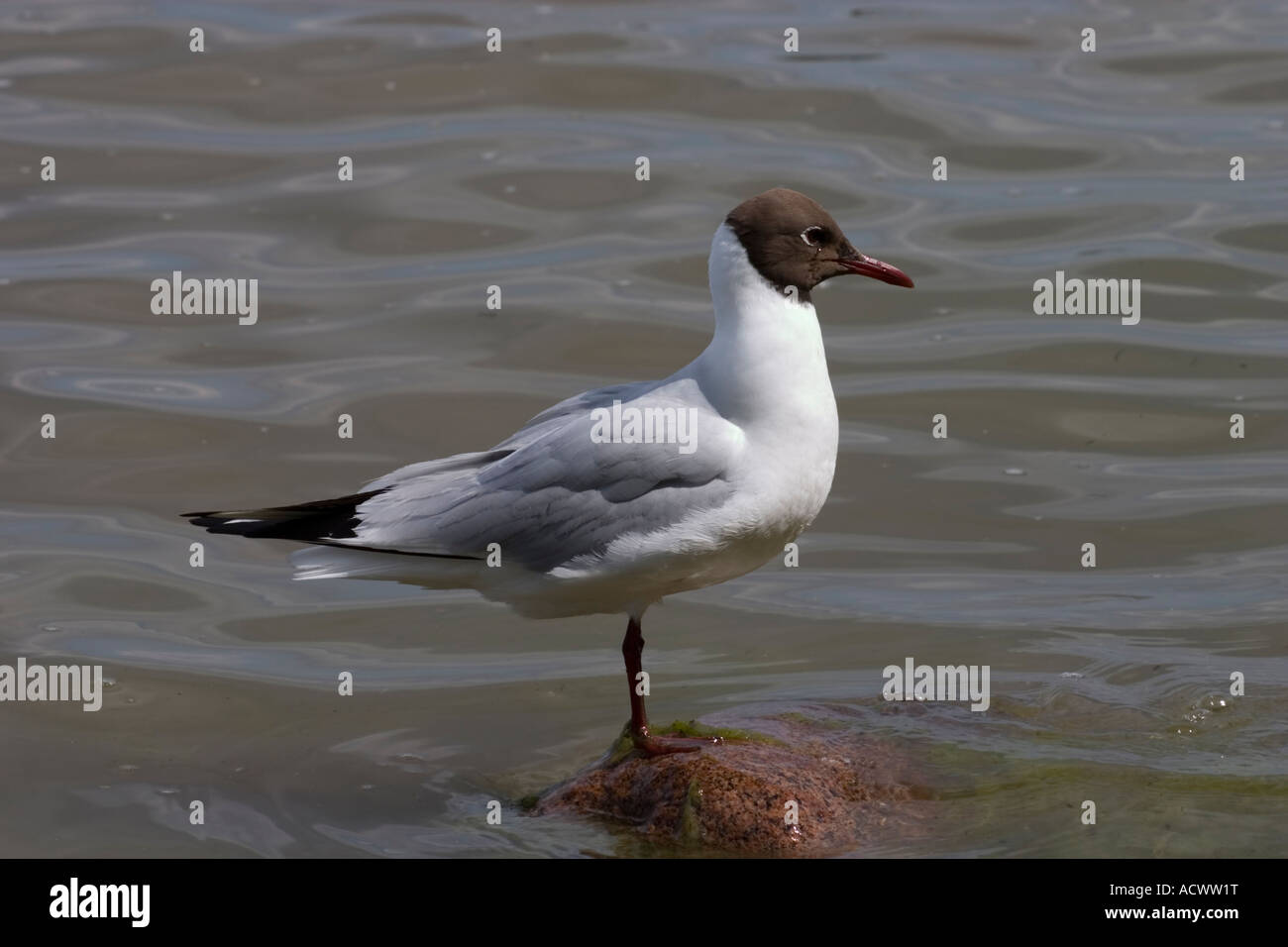 Larus ridibundus Stockfoto