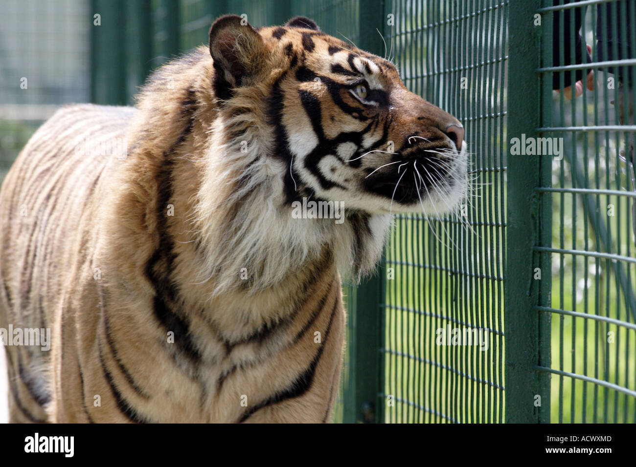 Hybrid-Tiger-Panthera tigris Stockfoto