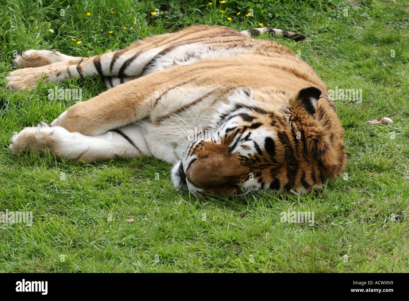 Sibirische Tiger-Panthera Tigris altaica Stockfoto