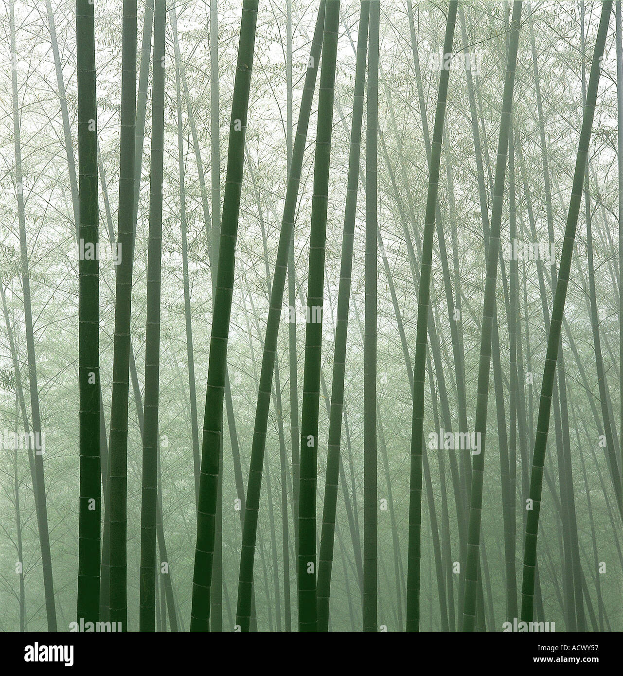 Bambus Wald Stockfoto