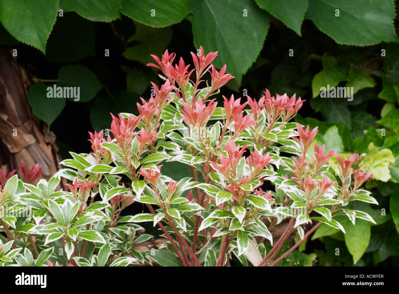 Kleine Heide Pieris Pflanze Stockfotografie Alamy