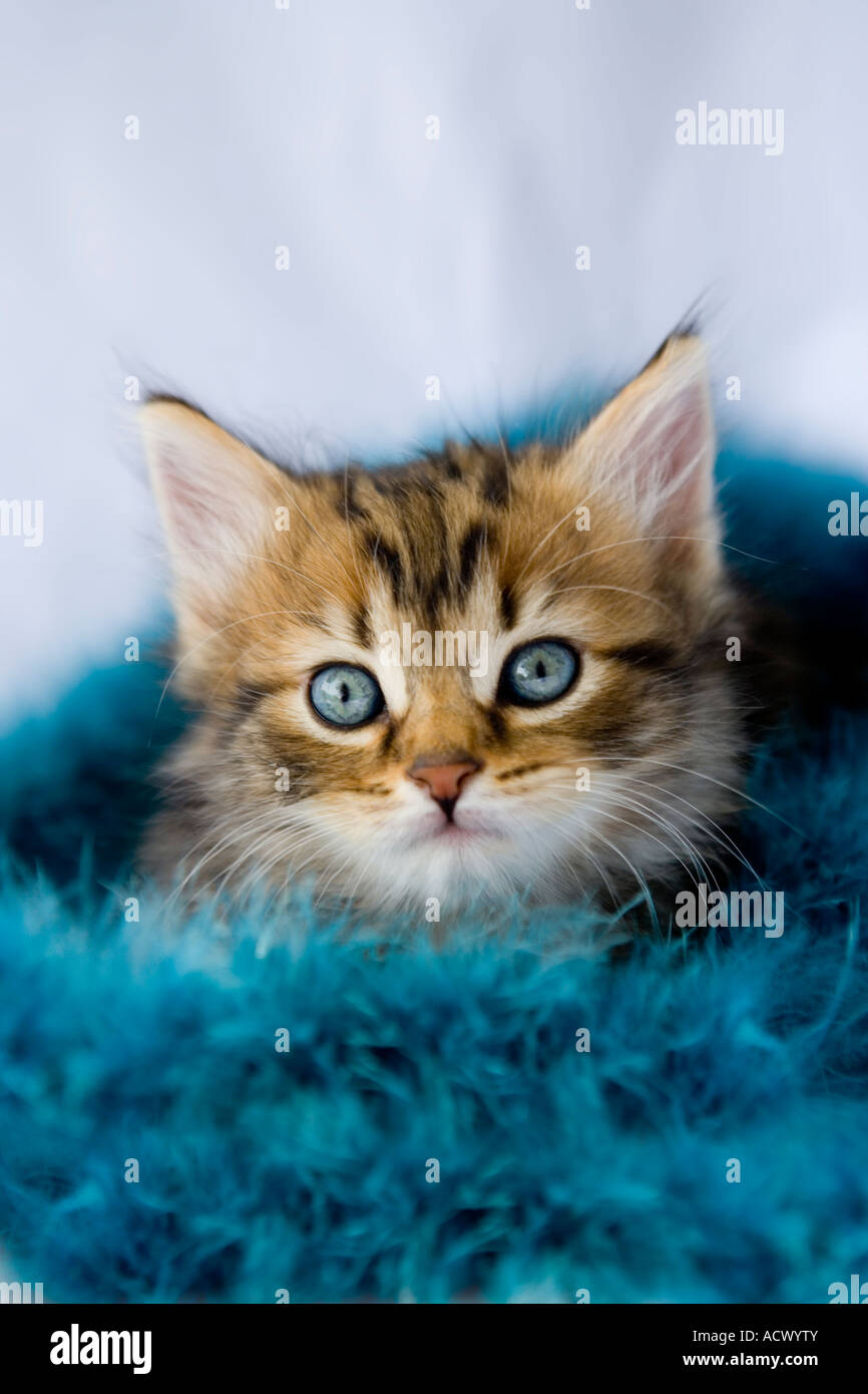 Flauschige Tabby Kitten, eingehüllt in eine blaue Federboa Stockfoto