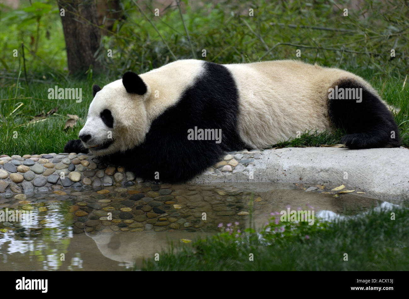 Riesige Pandas im nationalen Forschungszentrum in Chengdu, Sichuan, China Stockfoto