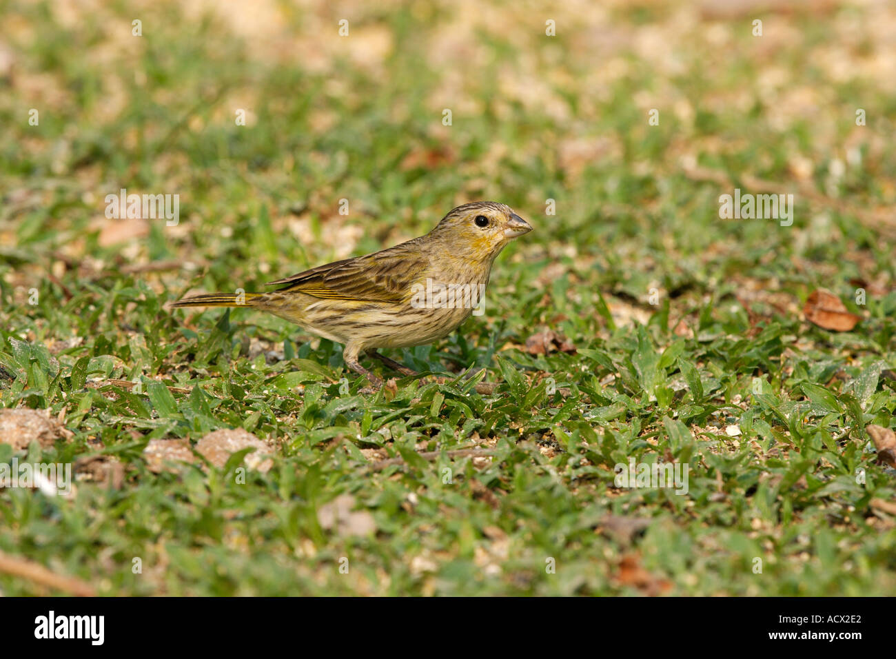 Safran-FINCH Sicalis flaveola Stockfoto