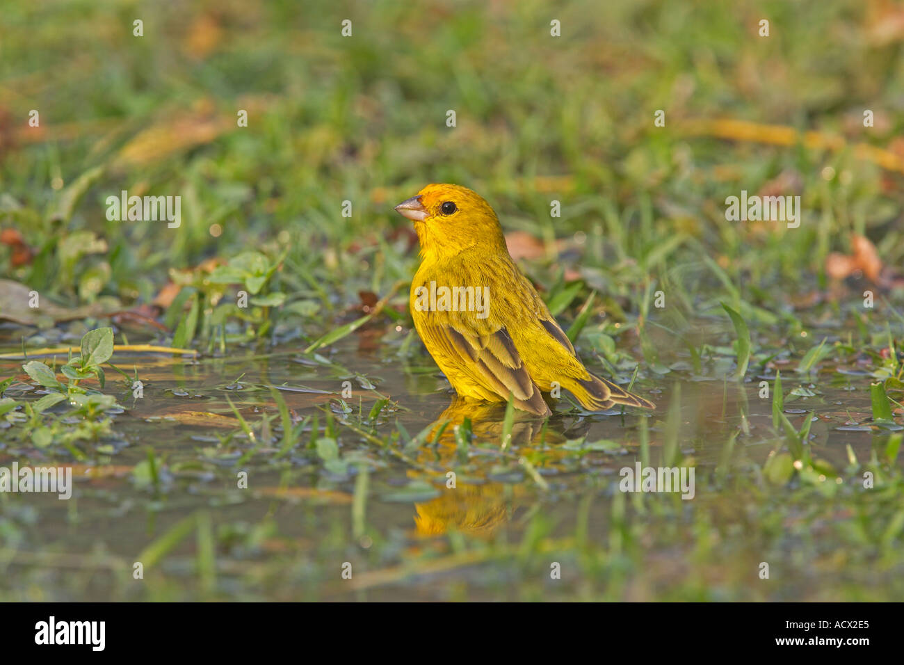 Safran-FINCH Sicalis flaveola Stockfoto