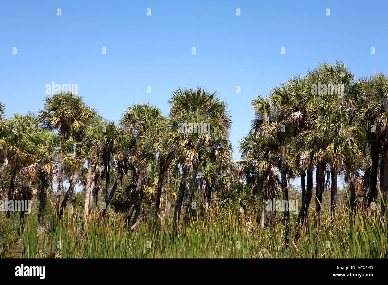 Palm Tree Positionsansicht über die J N Darling national Wildlife refuge Sanibel Island Florida Vereinigte Staaten usa Stockfoto
