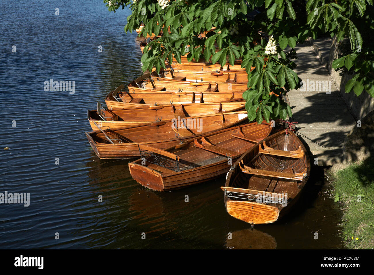 Europa England Nord Essex Dedham Fluss Stour Ruderboote vertäut unter Pferd Chesnut Bäumen Stockfoto